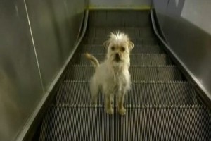 Köpeğin Derdi Beni Gerdi Fotoğrafı