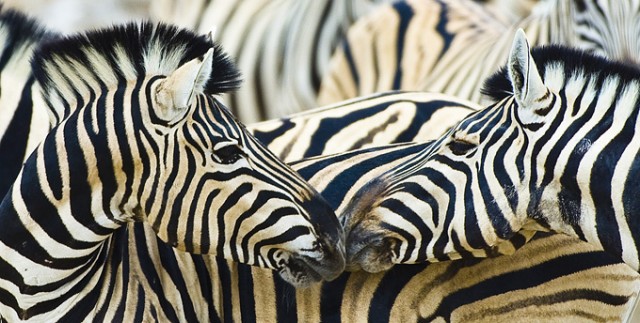 Great Rift Fotoğrafı