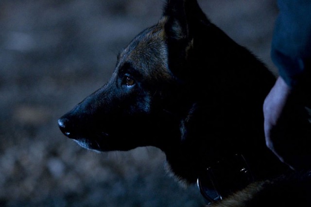 Hurdalık Köpek fotoğrafı