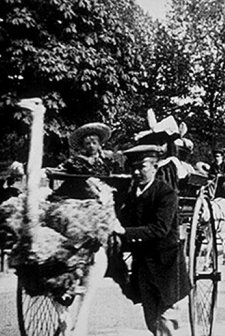 Promenade Of Ostriches, Paris Botanical Gardens (1896) afişi