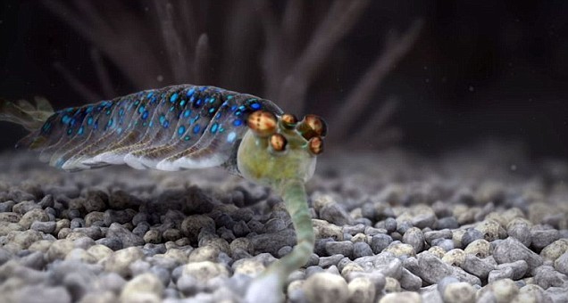 Bbc Hayat - Yaşam Mücadelesi Fotoğrafı