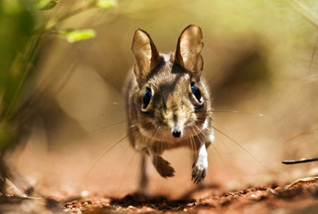 Bbc Hayat - Yaşam Mücadelesi Fotoğrafı