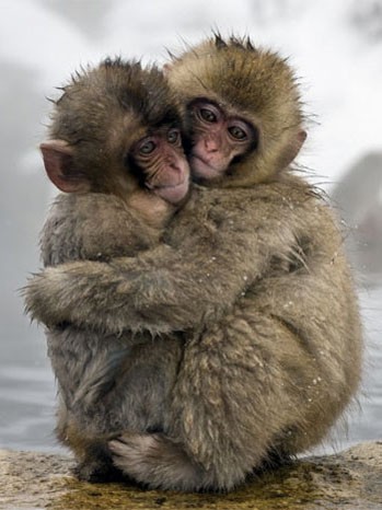 Bbc Hayat - Yaşam Mücadelesi Fotoğrafı