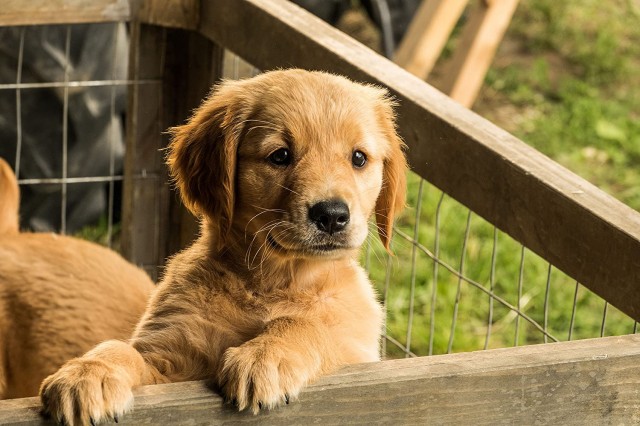 Enzo: Yağmurda Yarış Sanatı Fotoğrafları 15