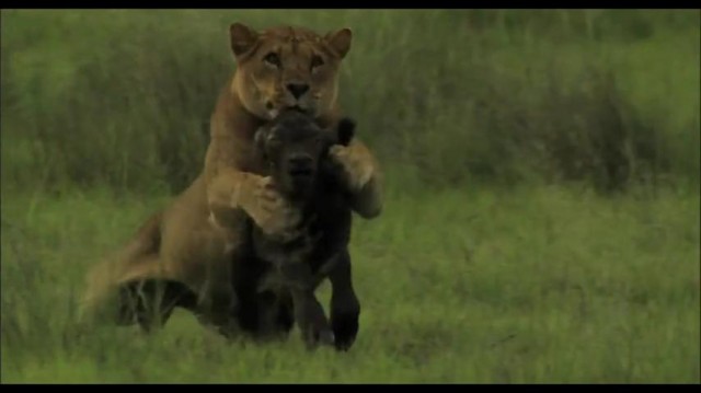 The Last Lions Fotoğrafı