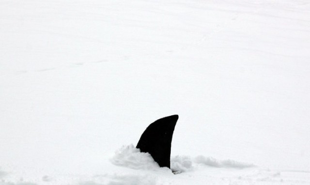 Snow Shark: Ancient Snow Beast Fotoğrafları 3