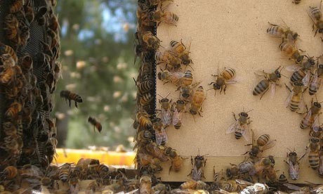 Vanishing Of The Bees Fotoğrafları 1