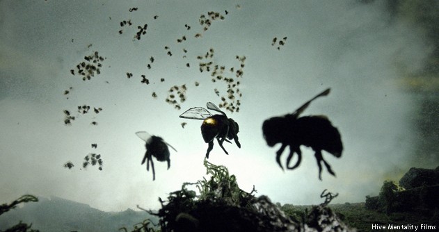 Vanishing Of The Bees Fotoğrafı
