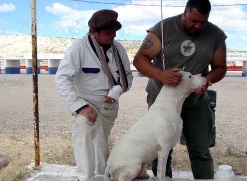 Bombon Köpek Fotoğrafı