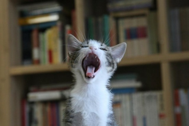 Dancing Cat Fotoğrafı