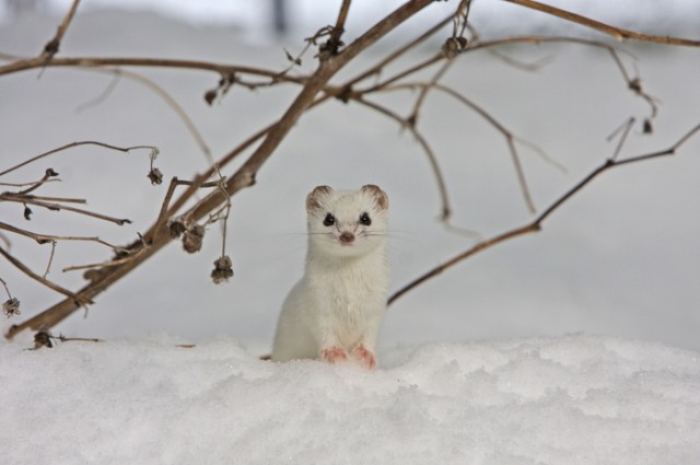 Frozen Planet Fotoğrafı