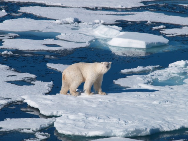 Frozen Planet Fotoğrafları 17