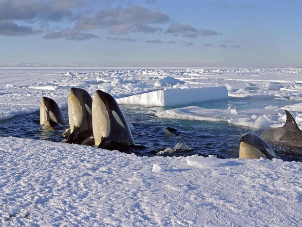 Frozen Planet Fotoğrafları 18