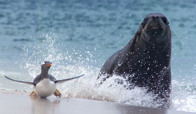 Frozen Planet Fotoğrafı