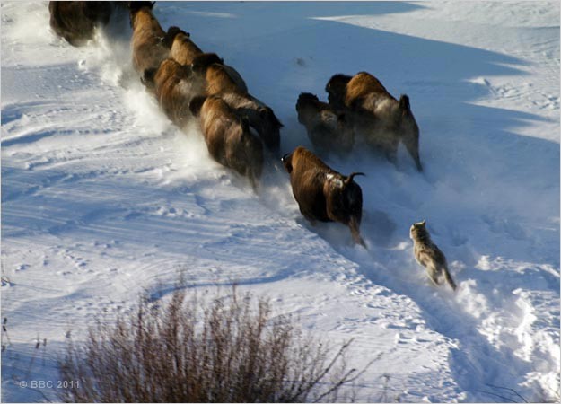 Frozen Planet Fotoğrafı