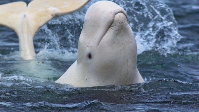 Frozen Planet Fotoğrafı