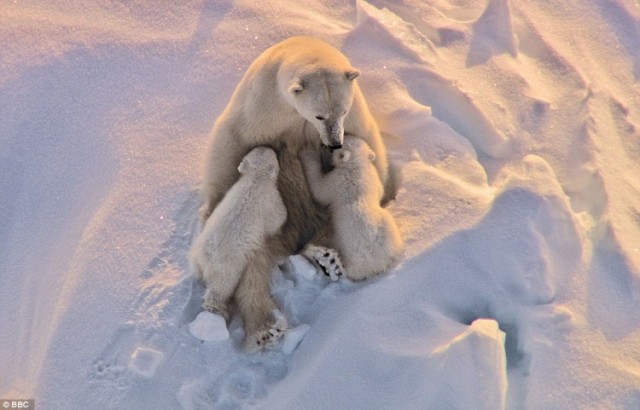 Frozen Planet Fotoğrafı