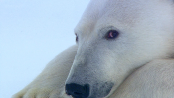 Polar Bears: Spy on the Ice Fotoğrafları 6