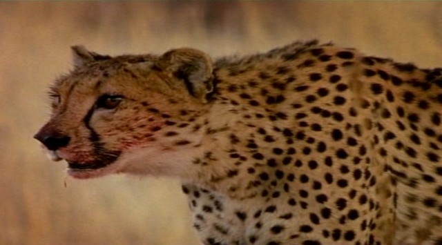 Çitalar: Kalahari'de Ölümüne Yarış Fotoğrafları 0