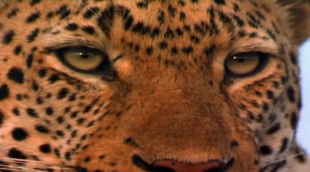 Leoparın Karanlık Dünyası Fotoğrafı