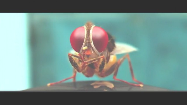 Eega Kara Sineğin İntikamı Fotoğrafı