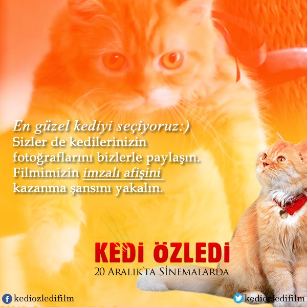 Kedi Özledi Fotoğrafları 21