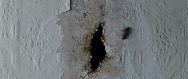 Karabasan Fotoğrafı