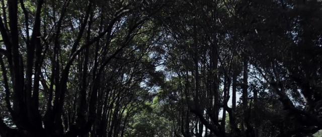 Karabasan Fotoğrafı