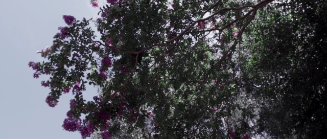 Karabasan Fotoğrafı