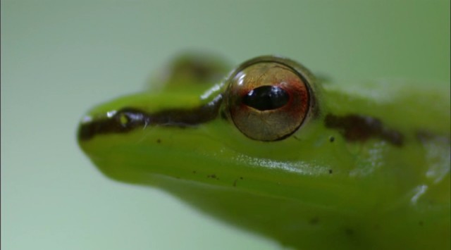 Madagaskar Fotoğrafı