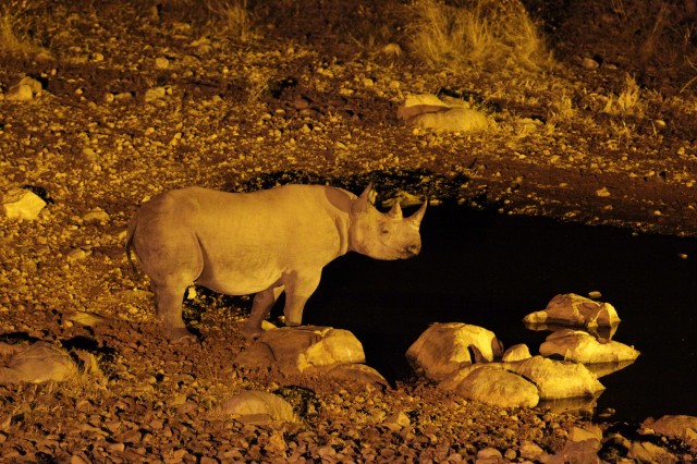 Safari Macerası Fotoğrafları 11