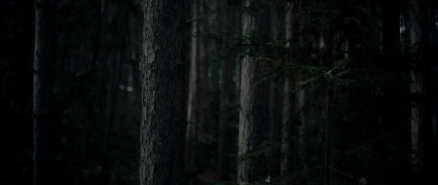 Ölüm Ormanı Fotoğrafı