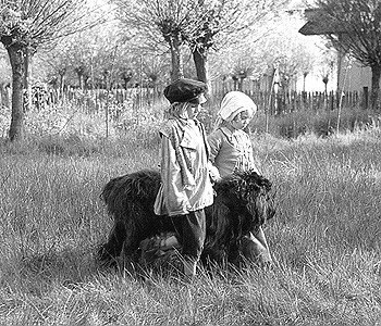 A Dog Of Flanders Fotoğrafı