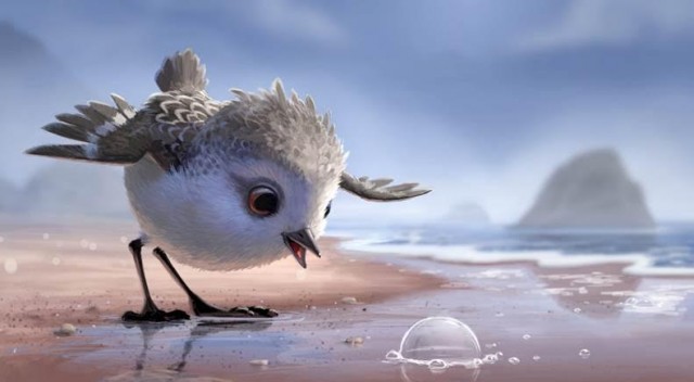 Kum Kuşu Fotoğrafı