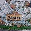 Stado Fotoğrafı
