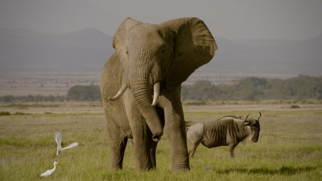 The Ivory Game Fotoğrafı