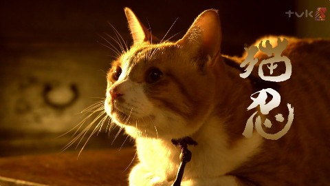 Neko Ninja Fotoğrafı