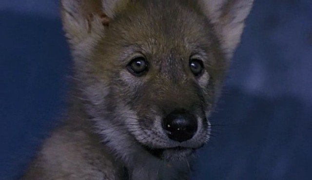 Beyaz Diş Fotoğrafı