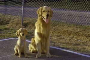 Harika Köpekler Fotoğrafı