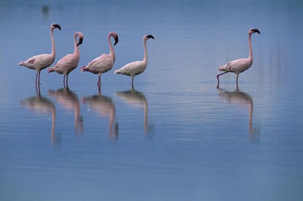 Pembe Kanatlar: Flamingolarin Gizemi Fotoğrafları 1