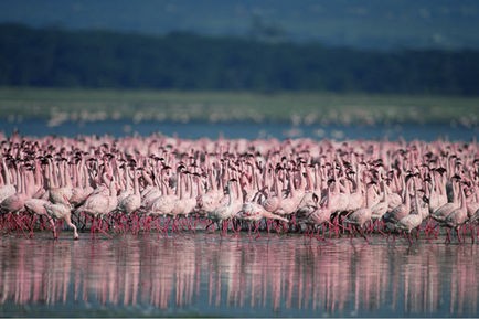 Pembe Kanatlar: Flamingolarin Gizemi Fotoğrafları 11
