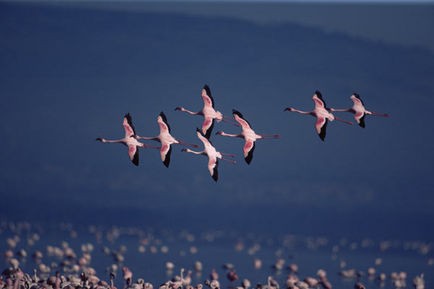 Pembe Kanatlar: Flamingolarin Gizemi Fotoğrafları 12
