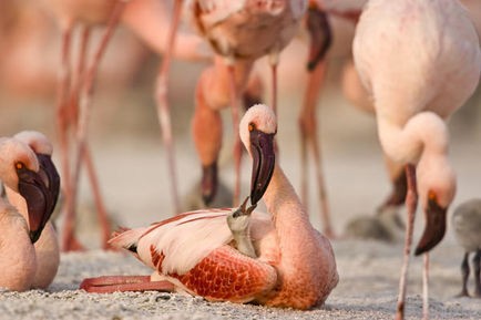Pembe Kanatlar: Flamingolarin Gizemi Fotoğrafı