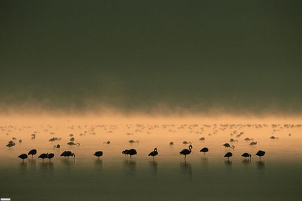Pembe Kanatlar: Flamingolarin Gizemi Fotoğrafları 7
