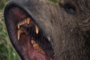 Grizzly Rage fotoğrafı