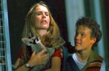 Kanguru Joey Fotoğrafı