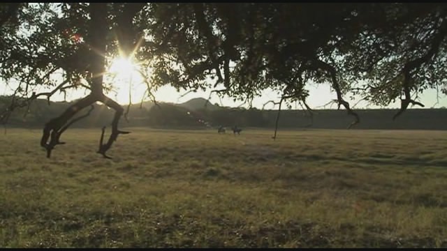 Palo Pinto Gold Fotoğrafı