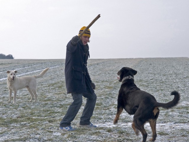Hounds fotoğrafı