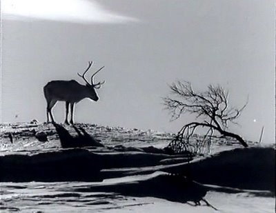 The White Reindeer fotoğrafı The White Reindeer fotoğrafı