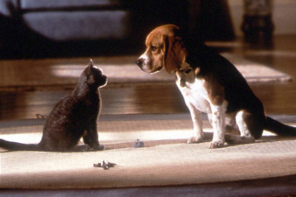 Kediler ve Köpekler Kitty Galore'un İntikamı Fotoğrafı
